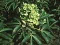 Helleborus corsicus Image 1