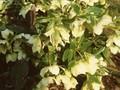 Helleborus kochii Image 1