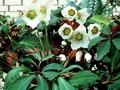 Helleborus niger Praecox Image 1