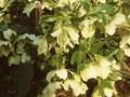 Helleborus olympicus Image 1