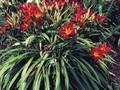 Hemerocallis Crimson Glory Image 1