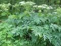 Heracleum mantegazzianum Image 1