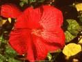 Hibiscus moscheutos Image 1
