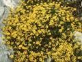 Hippocrepis emerus Image 1