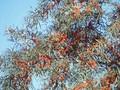 Hippophae rhamnoides subsp maritima Image 1