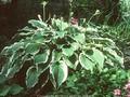 Hosta Crispula Image 1