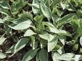 Hosta sieboldii Image 1