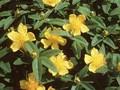 Hypericum calycinum Rose von Sharon Image 1