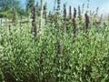 Hyssopus officinalis Image 1