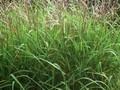 Imperata sacchariflora Image 1