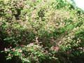Indigofera heterantha Image 1
