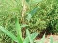 Indocalamus latifolius Image 1