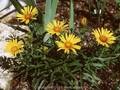 Inula ensifolia Goldammer Image 1