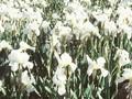 Iris albicans Image 1