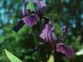Iris aphylla Autumn King Image 1
