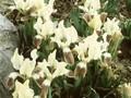 Iris attica Image 1