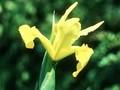 Iris aurea Image 1