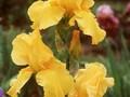 Iris Barbata-Elatior-Grp Carolina Gold Image 1