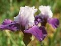 Iris Barbata-Elatior-Grp Dream Lover Image 1
