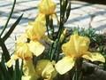Iris Barbata-Elatior-Grp Goldfackel Image 1