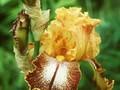 Iris Barbata-Elatior-Grp Kilt Lilt Image 1