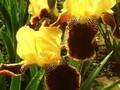 Iris Barbata-Elatior-Grp Lambent Image 1