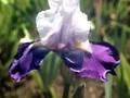 Iris Barbata-Elatior-Grp Lord Baltimore Image 1