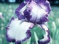 Iris Barbata-Elatior-Grp Rondo Image 1
