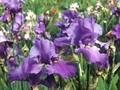 Iris Barbata-Elatior-Grp Sapphire Hills Image 1