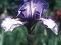 Iris Barbata-Elatior-Grp Stepping Out Image 1