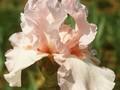 Iris Barbata-Elatior-Grp Vanity Image 1