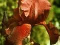 Iris Barbata-Elatior-Grp Vitafire Image 1