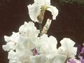 Iris Barbata-Elatior-Grp Winter Olympics Image 1