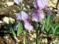 Iris Barbata-Media-Grp Morgendammerung Image 1