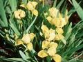 Iris Barbata-Nana-Grp April Accent Image 1
