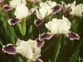 Iris Barbata-Nana-Grp Boo Image 1
