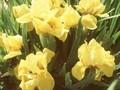 Iris Barbata-Nana-Grp Brassie Image 1