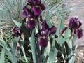Iris Barbata-Nana-Grp Jerry Rubin Image 1