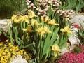 Iris Barbata-Nana-Grp Laced Lemonade Image 1