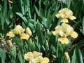 Iris Barbata-Nana-Grp Toskanerprinz Image 1