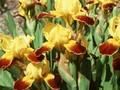 Iris Barbata-Nana-Grp Watercolor Image 1