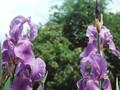 Iris cengialti subsp illyrica Image 1