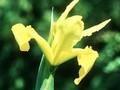 Iris crocea Image 1