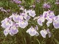 Iris ensata Bambino Image 1