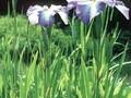 Iris ensata Blaudom Image 1