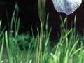 Iris ensata Blaue Picta Image 1