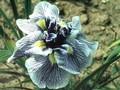 Iris ensata Embossed Image 1