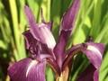 Iris laevigata Image 1