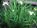Iris laevigata Atropurpurea Image 1
