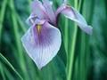 Iris laevigata Rose Queen Image 1